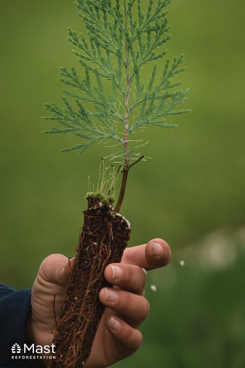 Mast Reforestation-129.jpg